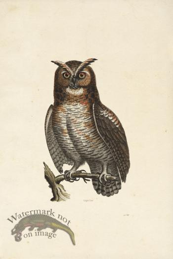 KO 10 Eagle Owl